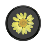 Pressed Flower Yellow Daisy, PopSockets