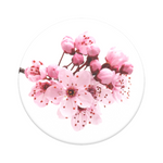 Cherry Blossoms, PopSockets